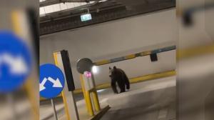 Vizita la mall l-a costat viaţa pe un pui de urs. Rănit după ce a căzut de la înălţime, animalul a fost eutanasiat