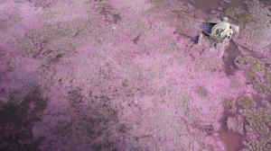 Imagini spectaculoase la Techirghiol. Cum a devenit roz lacul de lângă Eforie