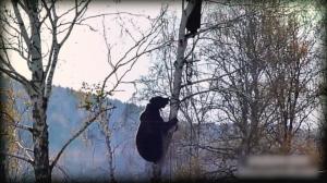 Bărbat de 37 de ani din Odorheiu Secuiesc, sfâşiat şi ucis de un urs. Bucăţi din trupul său găsite împrăștiate