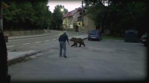 Bărbat de 37 de ani din Odorheiu Secuiesc, sfâşiat şi ucis de un urs. Bucăţi din trupul său găsite împrăștiate