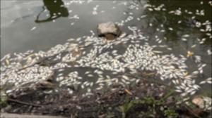 Mii de peşti morţi într-un lac din Cluj-Napoca: "Un loc frumos s-a transformat practic într-un cimitir de animale"