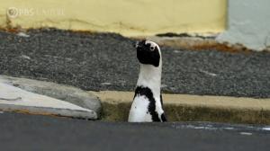 O specie de pinguini ar putea dispărea în următorii ani. De la câteva milioane de perechi în urmă cu un secol, acum mai sunt doar câteva mii