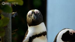 O specie de pinguini ar putea dispărea în următorii ani. De la câteva milioane de perechi în urmă cu un secol, acum mai sunt doar câteva mii