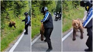 Gest inconştient al unui turist străin pe Transfăgărăşan. A fost la un pas să fie atacat chiar de ursul pe care l-a hrănit
