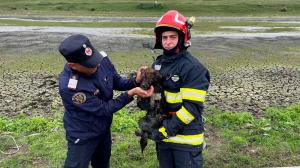 Căţel salvat cu câteva clipe înainte de o tragedie, dintr-un iaz din Suceava. Un localnic a sunat la 112 după ce a văzut animalul chinuindu-se