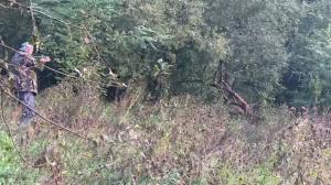 Urs captiv într-un lanţ, descoperit de un paznic de vânătoare în apropierea caselor, în Hunedoara