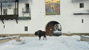 Stareţul Benedict Sauciuc s-a trezit cu un zimbru plimbându-se nestingherit prin curtea Mănăstirii Neamţ: "Un pelerin neobişnuit"
