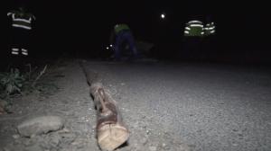 Groază pe Drumul Morţii E85, după ce un cal a fost lăsat nesupravegheat. Animalul, legat la o căruţă, a sfârşit pe loc