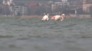 Păsări flamingo, surprinse pe Lacul Techirghiol. Cum au ajuns în România şi ce le face să rămână aici: explicaţia cercetătorilor