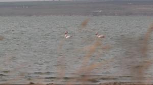 Păsări flamingo, surprinse pe Lacul Techirghiol. Cum au ajuns în România şi ce le face să rămână aici: explicaţia cercetătorilor