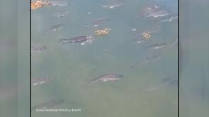 Fenomen inedit în Marea Neagră. Bancuri de caraşi au ajuns din lacurile din zonă în apa mării. Sunt condamnaţi la moarte pentru că nu pot trăi decât în ape dulci