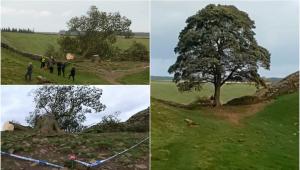 Băiat de 16 ani, arestat în UK după ce a tăiat un copac celebru. Arțarul vechi de 200 de ani apăruse în filmul ”Robin Hood”