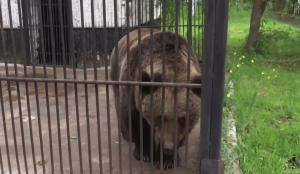 După 38 de ani în captivitate, o ursoaică se va bucura în sfârşit de libertate. În toţi aceşti ani, animalul nu a primit nici măcar un nume