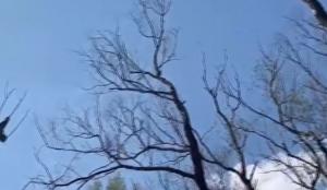 Dezastru în locul unde a căzut drona Shahed în România. Pe o rază de 30-40 de metri niciun copac nu mai are coroană
