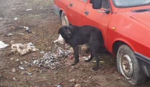 Un bărbat din Brăila care a mâncat o pasăre rară şi a dat oasele la câine e anchetat de poliţie