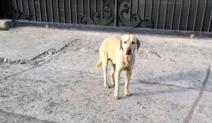 Labrador aruncat dintr-o maşină în mers, abandonat în Bacău