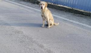 Labrador aruncat dintr-o maşină în mers, abandonat în Bacău