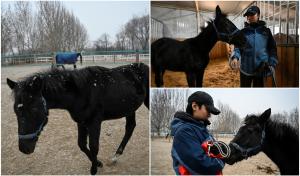 Premieră în China: "Zhuang Zhuang" este primul cal clonat din ţară. Cum îi ajută procesul de clonare pe pasionaţii de sporturi ecvestre