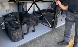 Descoperire valoroasă făcută de un câine polițist, într-un autobuz din Italia. Ce a găsit patrupedul în timpul unui control de rutină, în bagajul unei femei