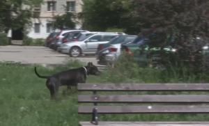 Scene șocante la Târgoviște. Un câine de luptă SFÂȘIE un bichon, pe stradă. Un alt pitbull, filmat în parc, printre copii!
