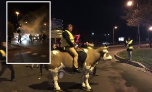 Şofer român atacat de vestele galbene călare pe vaci, lovit cu o bordură direct în cap, în nordul Franţei
