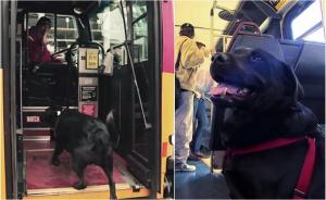 Eclipse, căţeluşa care merge în fiecare zi, singură, cu autobuzul, pentru a ajunge în parc (Video)