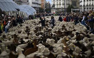 "Este uimitor!" Spectacol pe străzile din Madrid, ocupate de oi. Păstorii şi-au mânat turmele urmând vechile rute către păşunile de iarnă