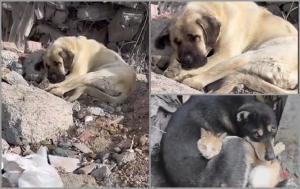 Sfâșietor: Un câine trist surprins stând pe o movilă de dărâmături, unde cândva a avut o casă și un om al lui. Mai jos, salvatorii încă mai caută supraviețuitori