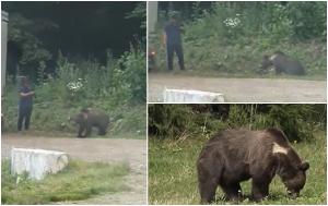 Inconştienţă maximă: Un turist s-a apropiat cu telefonul de un urs aflat pe marginea drumului, în Covasna