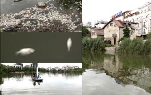 Mii de peşti morţi într-un lac din Cluj-Napoca: "Un loc frumos s-a transformat practic într-un cimitir de animale"