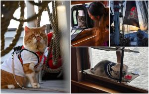 Ofertă turistică inedită: Cum arată croazierele luxoase alături de pisici şi cât costă un sejur