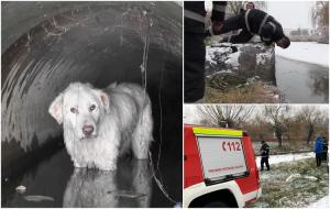 Operaţiune dramatică de salvare în Dej. Pomperii intervin să salveze un căţeluş blocat într-o gură de scurgere, pe malul unui lac (Video)