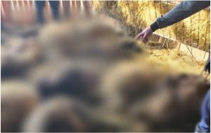 O haită de șacali a făcut prăpăd într-o fermă de oi din Dolj. Zeci de animale au fost omorâte