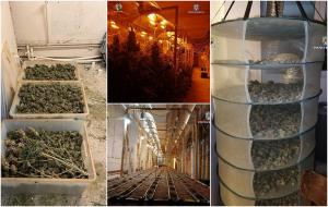 Bărbat care cultiva cannabis în două hale din Bucureşti, reţinut de poliţie. A fost prins de procurorii DIICOT cu 61 de kg de droguri şi 131 de plante