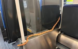 Panică într-un tren din UK, după ce pasagerii s-au trezit cu un șarpe de 1,5 metri în vagon. Reptila ar fi ieșit dintr-un coș de gunoi