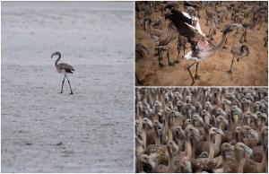 O lagună din Spania, folosită de păsările flamingo drept loc de reproducere, a secat