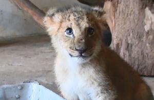 Paco, puiul de leu pe care doi suceveni au vrut să-l vândă într-o parcare, a ajuns în noua lui casă (Video)