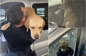 Golden Retriever, salvat după ce a fost lăsat să moară într-o maşină, timp de 3 zile în UK. Un poliţist a spart geamul pentru a elibera câinele neajutorat