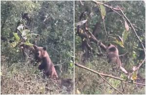 Urs captiv într-un lanţ, descoperit de un paznic de vânătoare în apropierea caselor, în Hunedoara