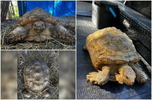O broască ţestoasă care dispăruse în 2020, găsită de stăpân pe o stradă din Florida. În trei ani, animalul parcursese doar opt km