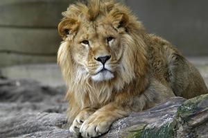 O tanara a fost ranita de un leu la Zoo Radauti