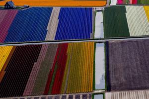 GALERIE FOTO spectaculoasă: Aşa arată câmpurile CU FLORI din Olanda