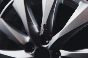 A găsit un păianjen în maşină şi a reuşit să scape de el. După mai bine de o săptămână de atunci avea să facă o descoperire neaşteptată: Era peste tot!