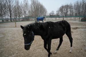 Premieră în China: "Zhuang Zhuang" este primul cal clonat din ţară. Cum îi ajută procesul de clonare pe pasionaţii de sporturi ecvestre