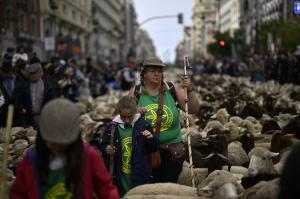 "Este uimitor!" Spectacol pe străzile din Madrid, ocupate de oi. Păstorii şi-au mânat turmele urmând vechile rute către păşunile de iarnă