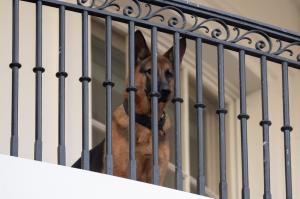 Commander, câinele lui Joe Biden, dat afară din Casa Albă. Animalul a muşcat un agent Secret Service chiar dacă a fost dresat