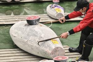 Ton uriaş, vândut cu 720.000 de euro la o licitaţie de peşte din Japonia
