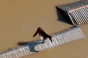Un cal blocat pe acoperișul unei case, în mijlocul apelor. Simbolul inundaţiilor apocaliptice care au lovit Brazilia