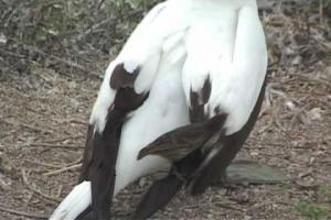 VIDEO ȘOCANT! Pasărea care se hrănește cu SÂNGE!