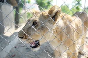 O tanara a fost ranita de un leu la Zoo Radauti
